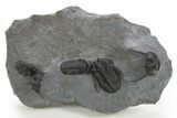 Cyphaspis Walteri With Gerastos Trilobite - Mrakib, Morocco #315944-1